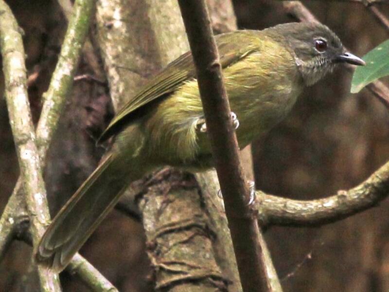 Bulbul uni, Photos 3