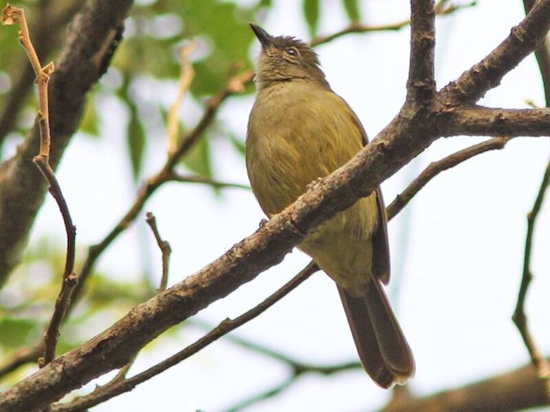 Bulbul uni, Photos 2