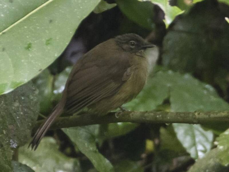 Bulbul uni