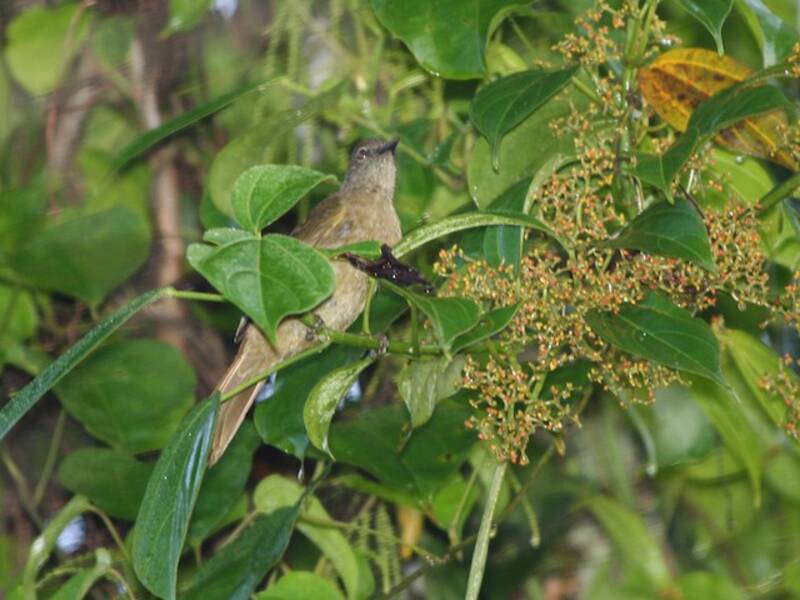 Bulbul uni, Photos 4