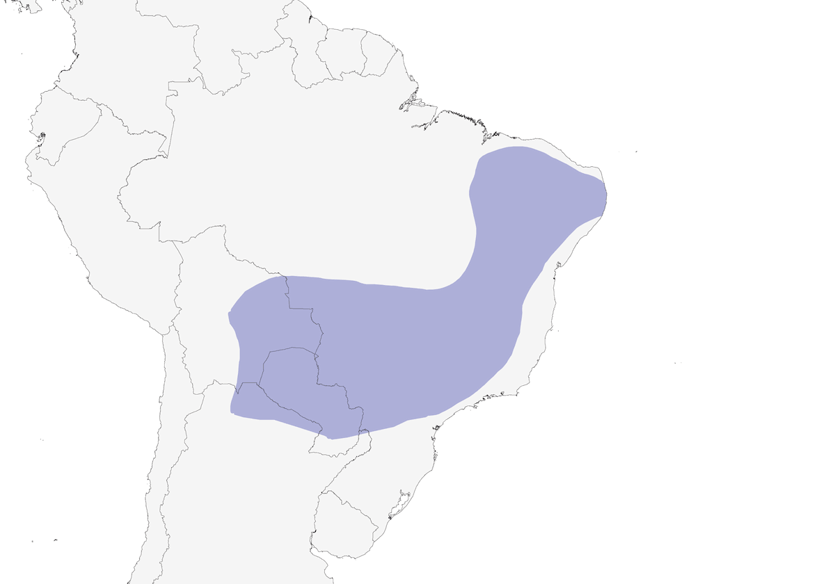 Eremita del Planalto, Distribuzione 1