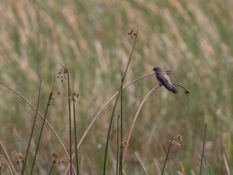 Madagascar Martin