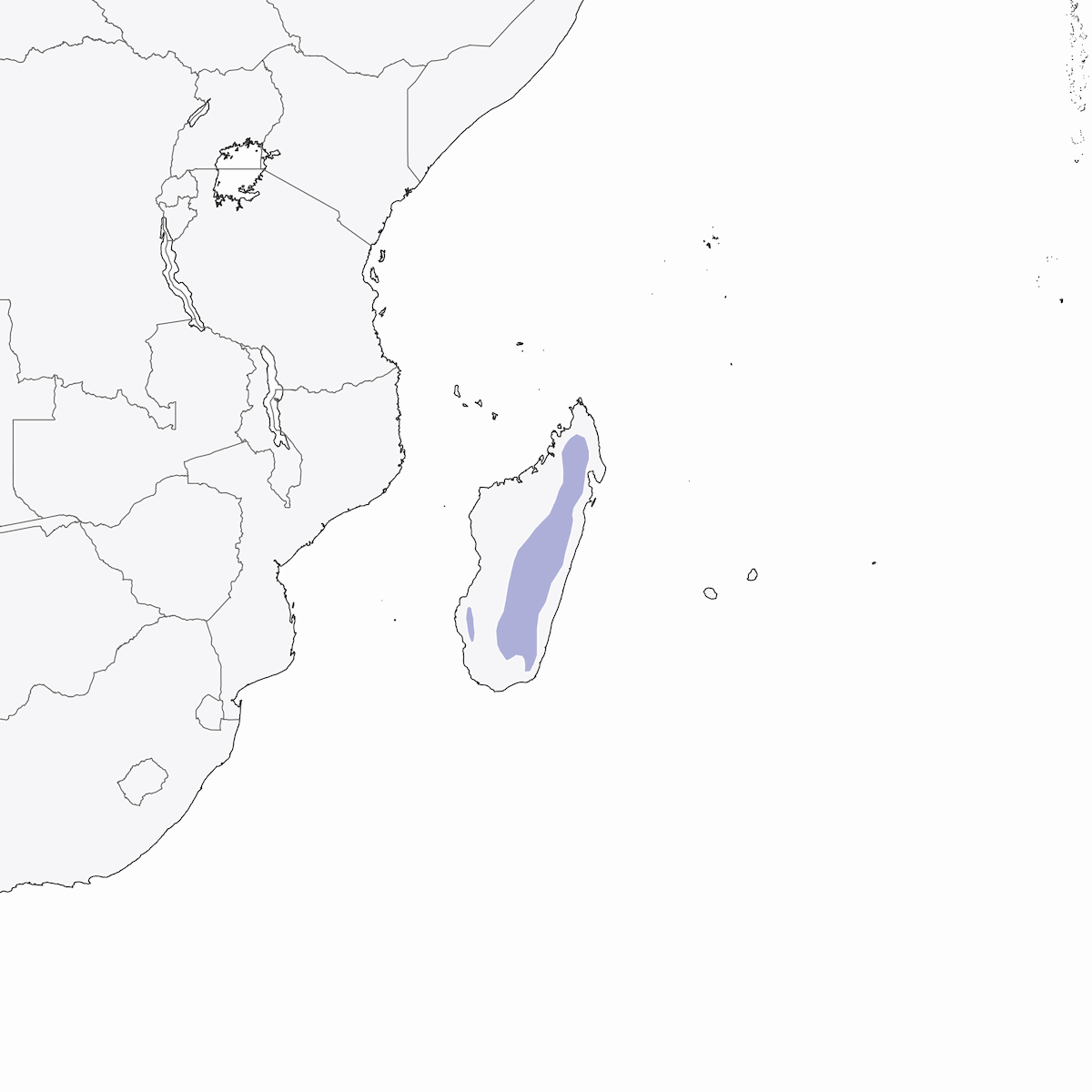 Madagascar Martin, Distribution 1