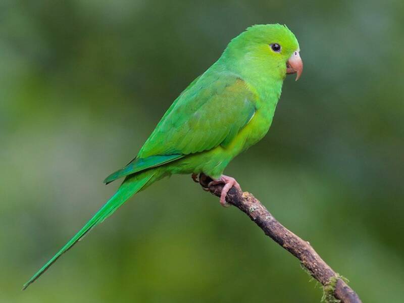 Plain Parakeet, Photos 3