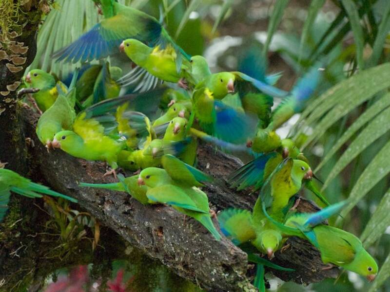 Plain Parakeet, Photos 2