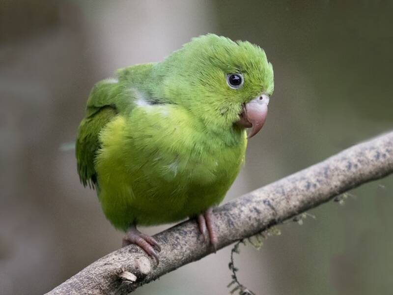 Plain Parakeet, Photos 4