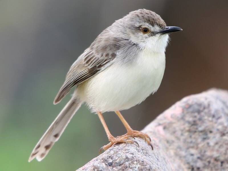 Plain Prinia, 照片 3