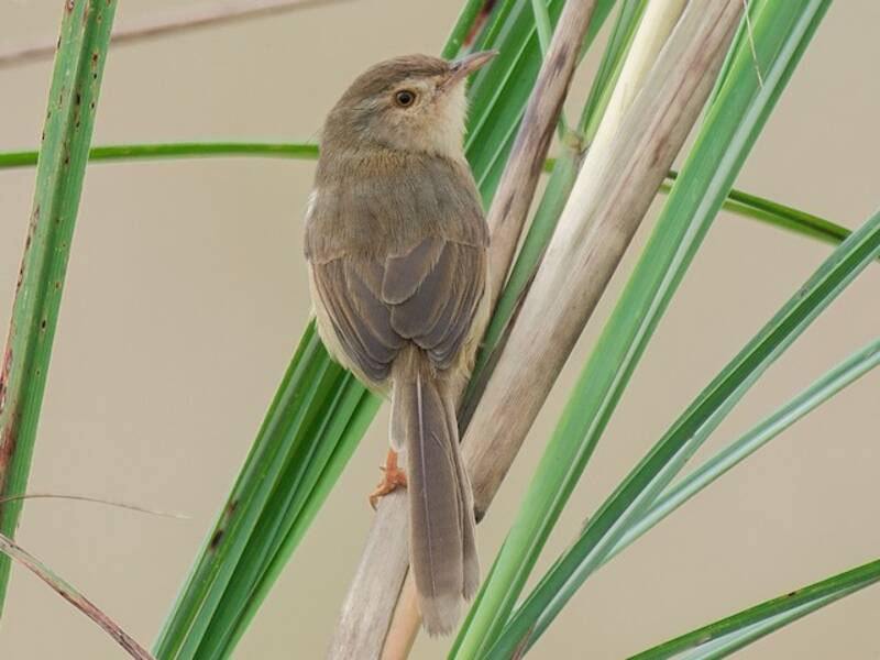 Plain Prinia