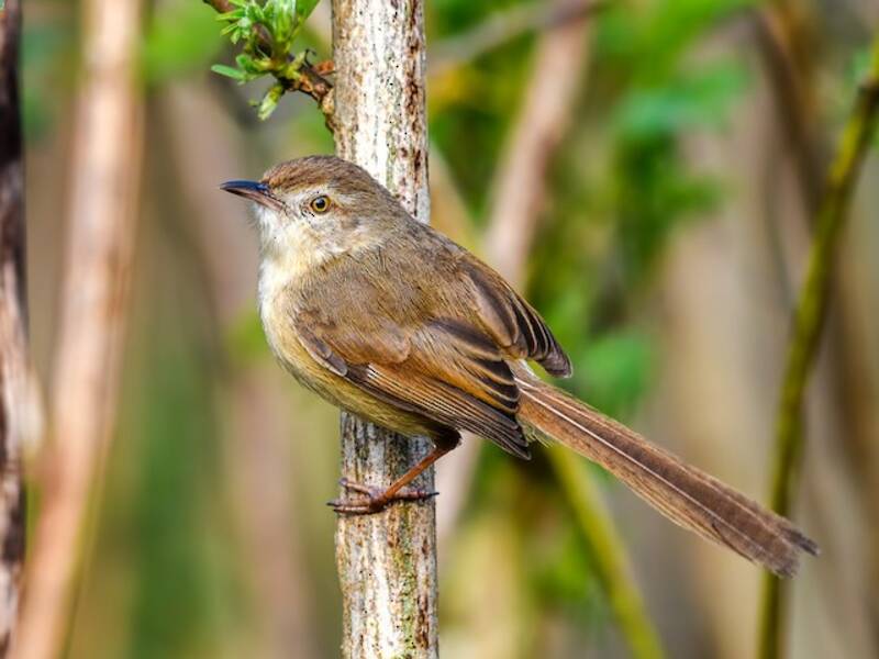 Plain Prinia, 照片 2