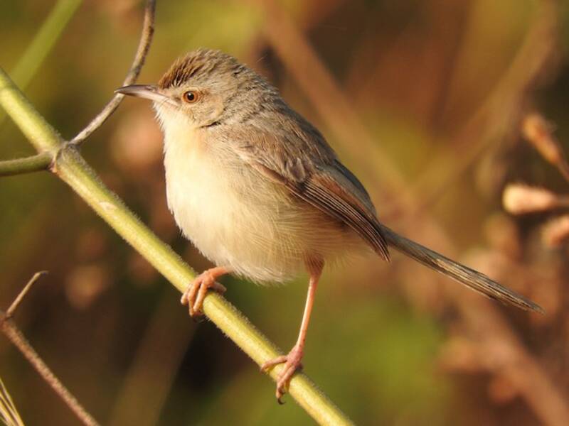 Plain Prinia, 照片 4