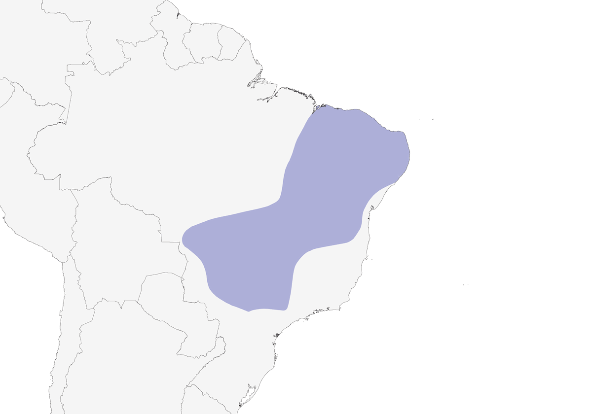 Planalto-Ameisenwürger, Verbreitung 1
