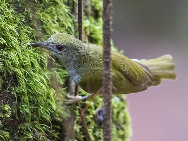 Einfarb-Nektarvogel, Fotos 2