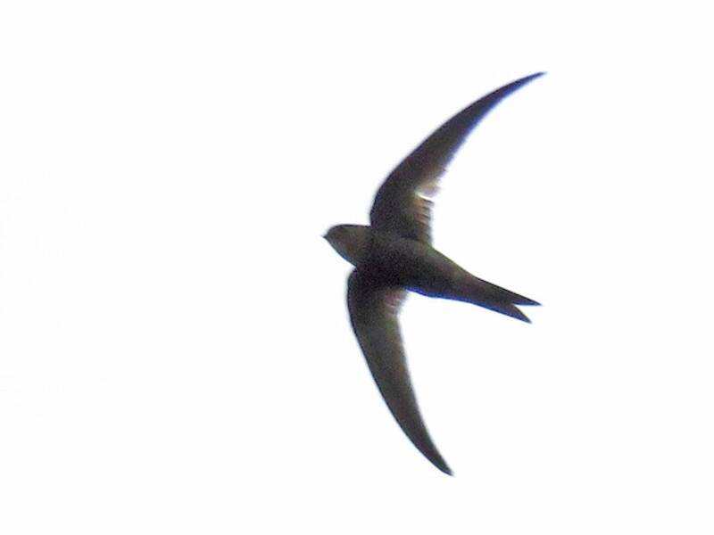 Martinet unicolore, Photos 4
