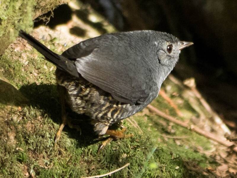 Planalto Tapaculo, Photos 3