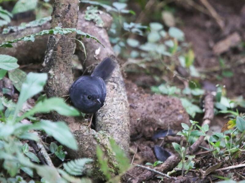 Planalto Tapaculo, Photos 4