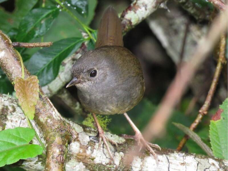 Planalto Tapaculo, Photos 2