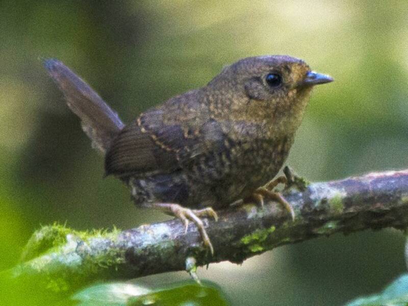 Tapaculo del Planalto