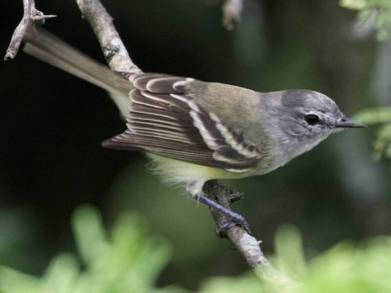 Plain Tyrannulet