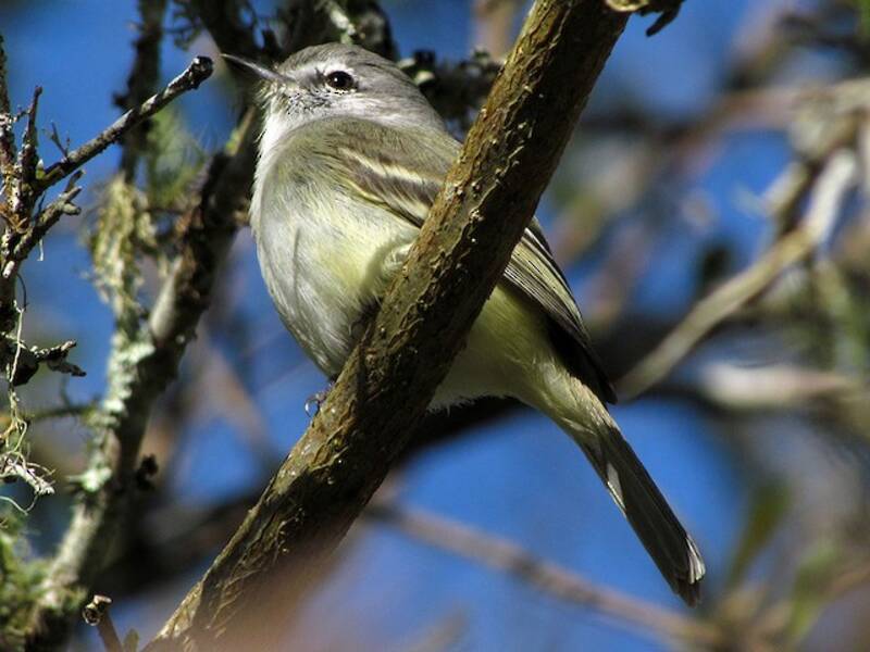 Tiranno pigmeo comune, Foto 3