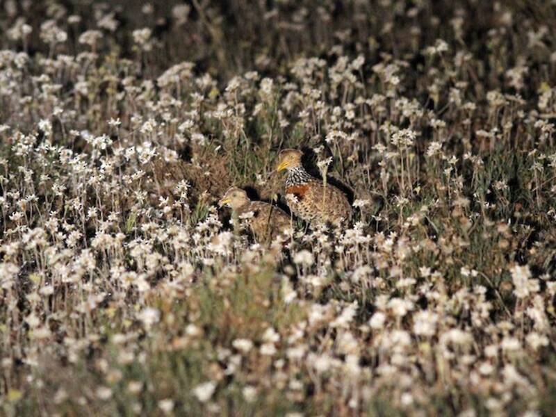 Plains-wanderer (Pedionomus torquatus)