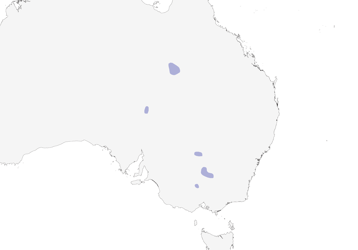 Caminatore delle pianure, Distribuzione 1