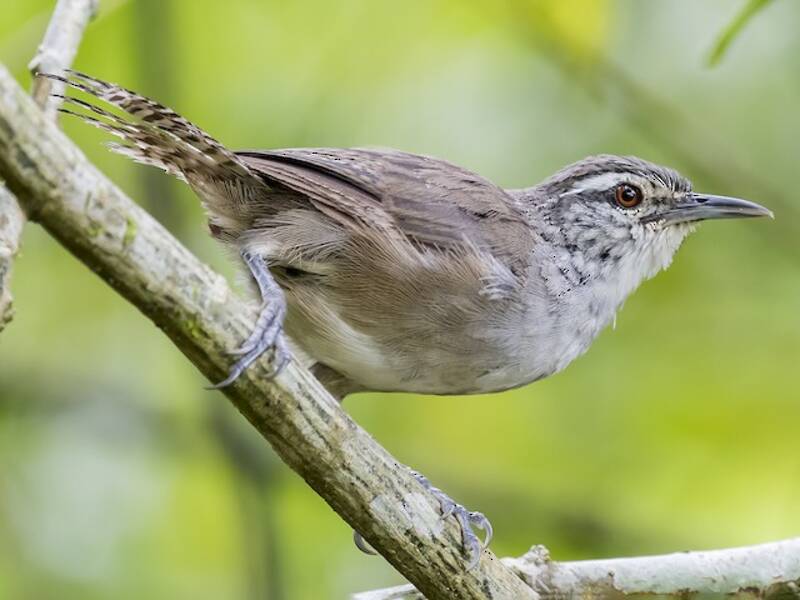 Canebrake Wren