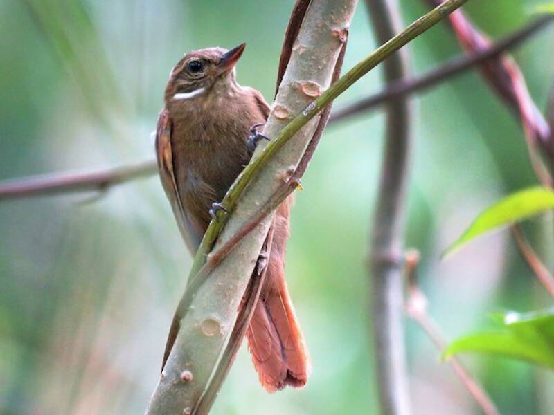 Northern Plain-Xenops, Photos 4