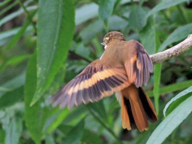 Northern Plain-Xenops, Photos 2