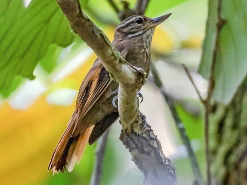 Xenops Llanero Amazónico