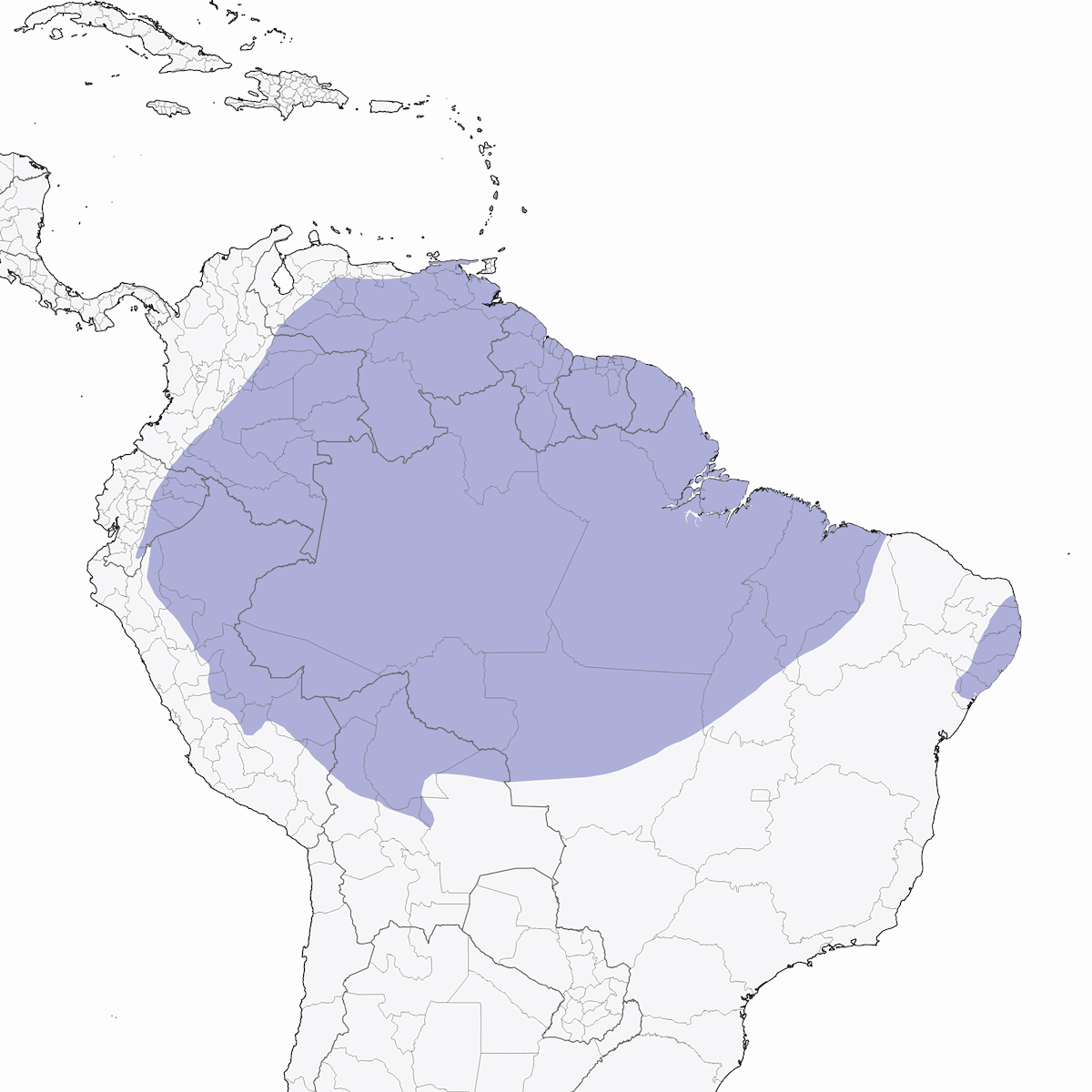 Xenops Llanero Amazónico, Distribución 1