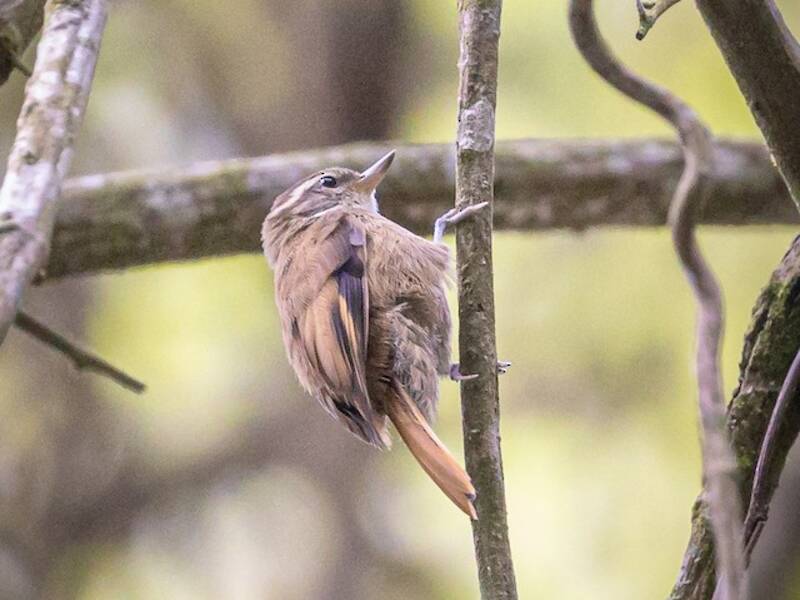Atlantic Plain-Xenops, 照片 3