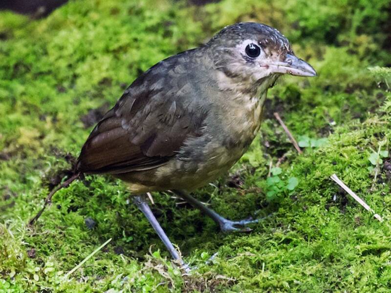 Pitta formichiera dal dorso liscio, Foto 3