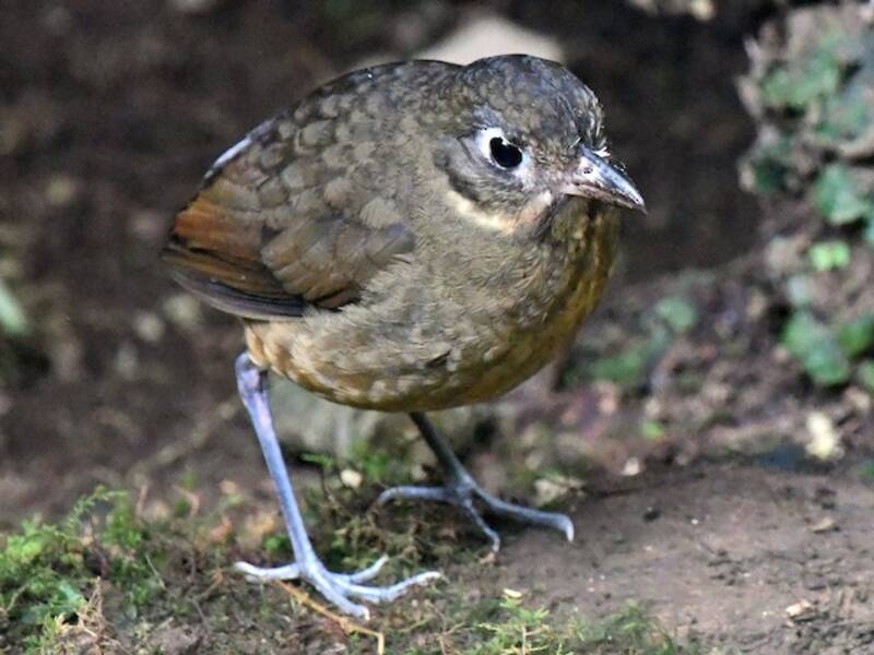 Pitta formichiera dal dorso liscio, Foto 2