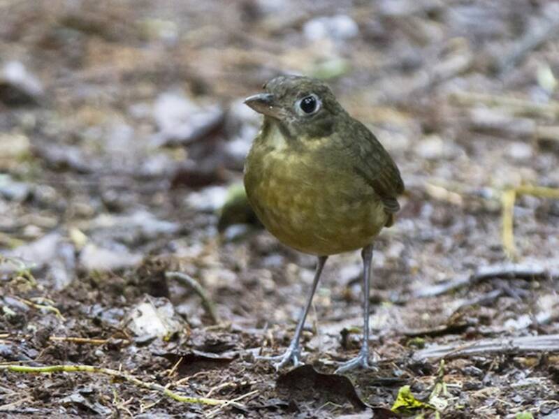 Pitta formichiera dal dorso liscio, Foto 4