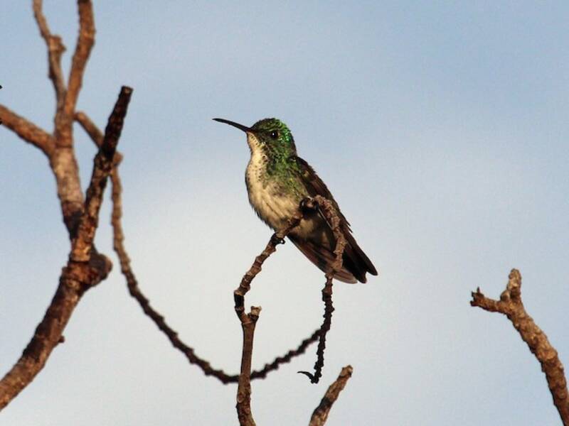 Plain-bellied Emerald
