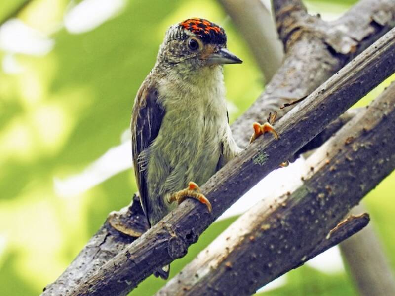 Plain-breasted Piculet