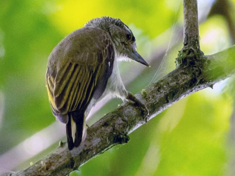 Plain-breasted Piculet, 照片 3