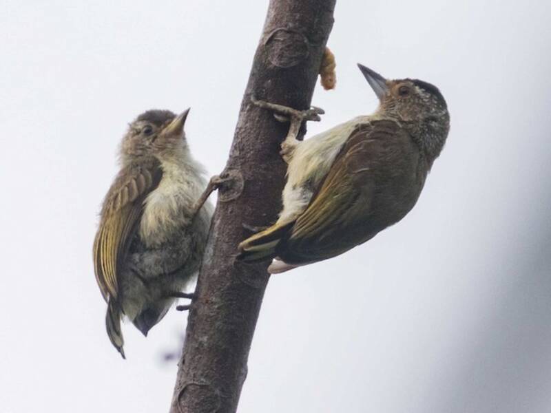 Plain-breasted Piculet, 照片 4