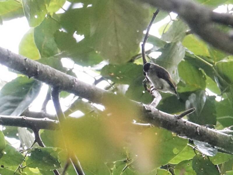 Plain-breasted Piculet, 照片 2