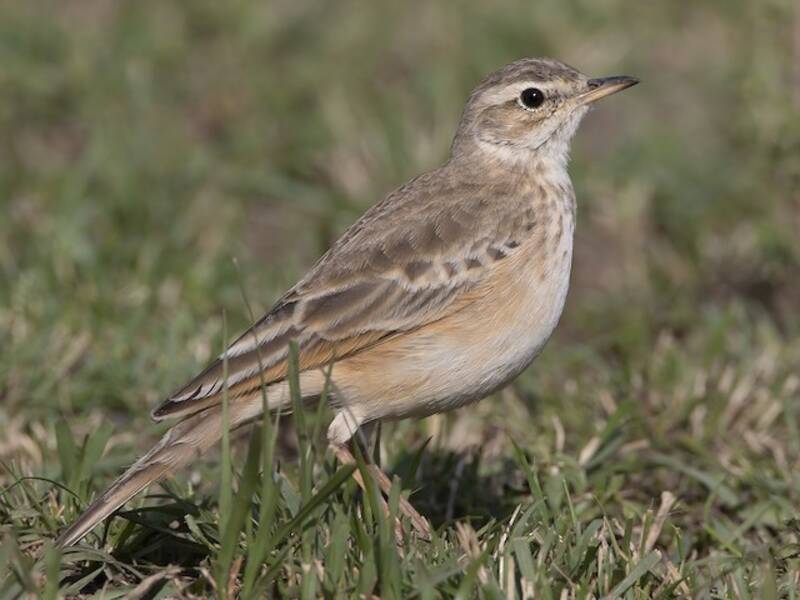 Plain-backed Pipit