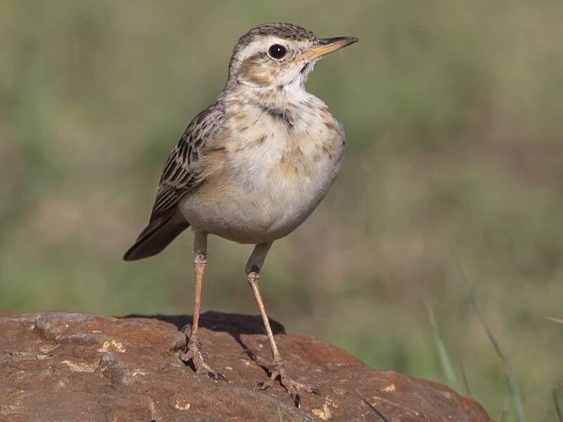 Plain-backed Pipit, Photos 2