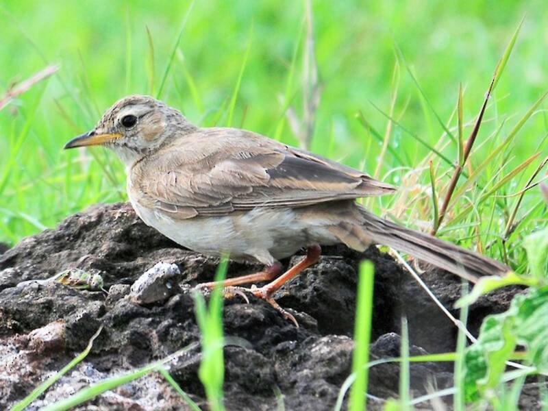 Plain-backed Pipit, Photos 3