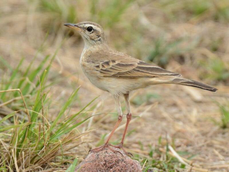 Plain-backed Pipit, Photos 4