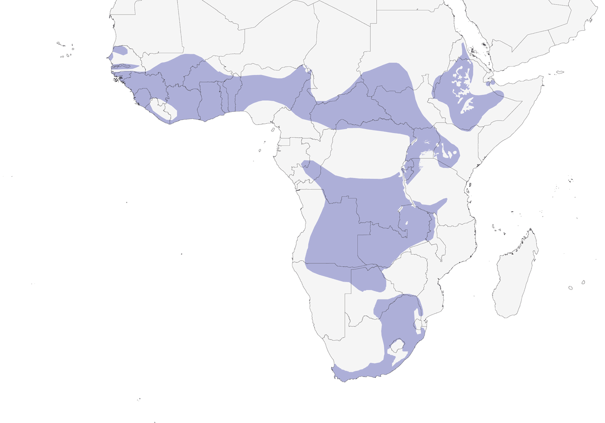 Plain-backed Pipit, Distribution 1