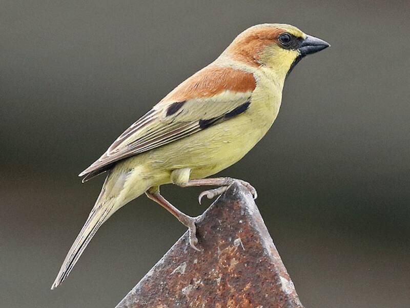 Plain-backed Sparrow, Photos 3