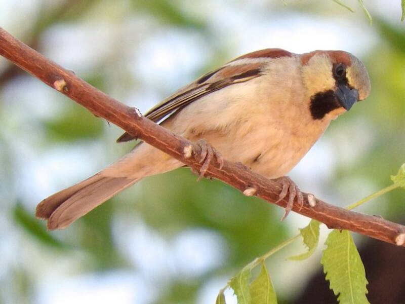 Plain-backed Sparrow, Photos 4