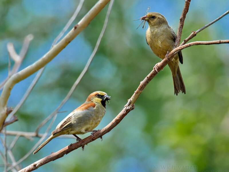 Plain-backed Sparrow, Photos 2