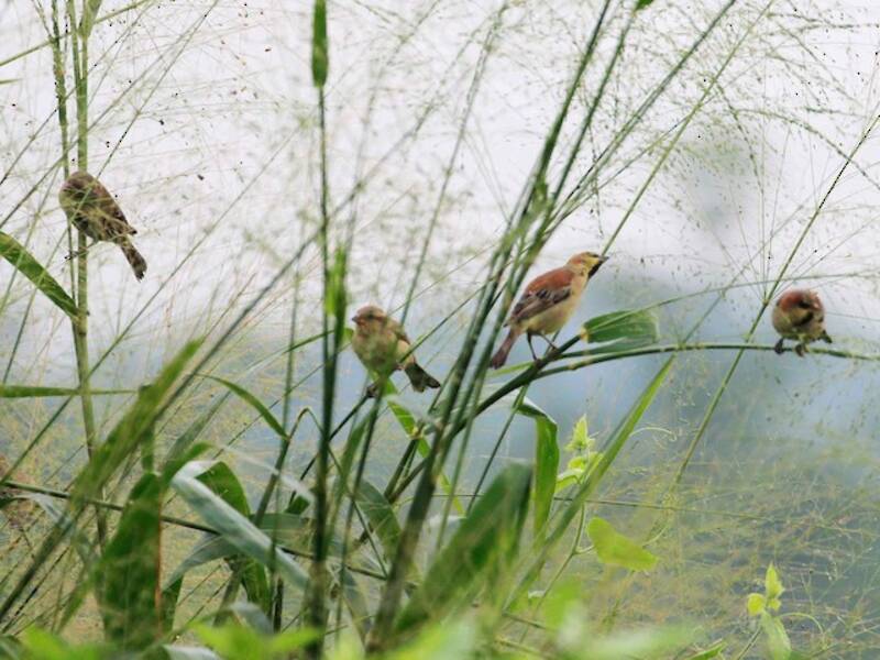 Plain-backed Sparrow