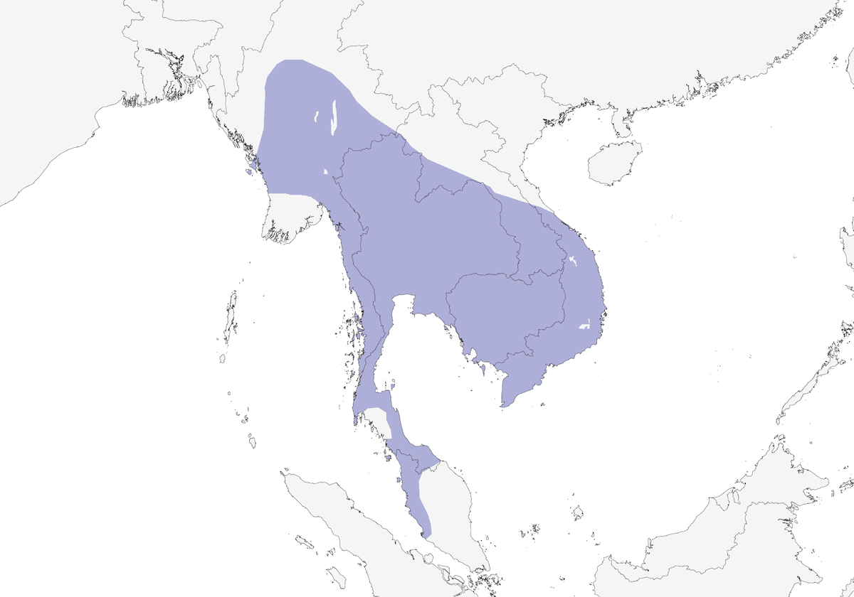 Plain-backed Sparrow, Distribution 1