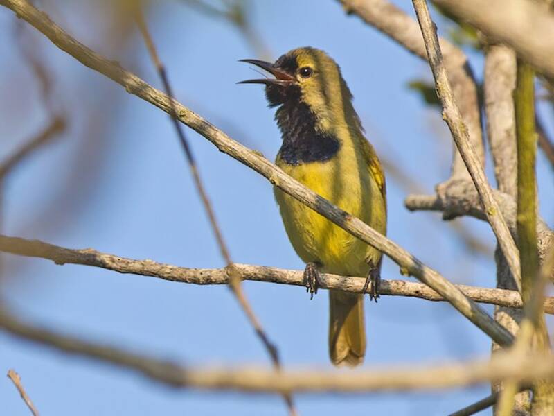 Plain-backed Sunbird, Photos 4
